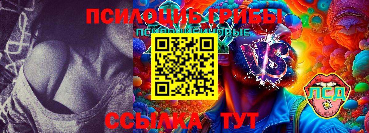 Урус-Мартан  Галлюциногенные грибы Cubensis  Вход с VPN 